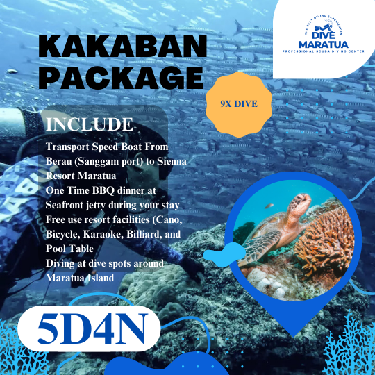 Dive Maratua Activities Image