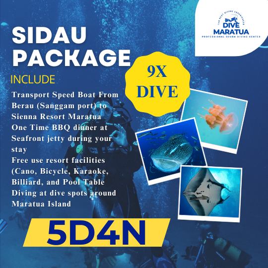 Dive Maratua Activities Image