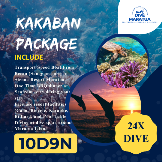 Dive Maratua Activities Image
